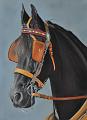 cheval att2
